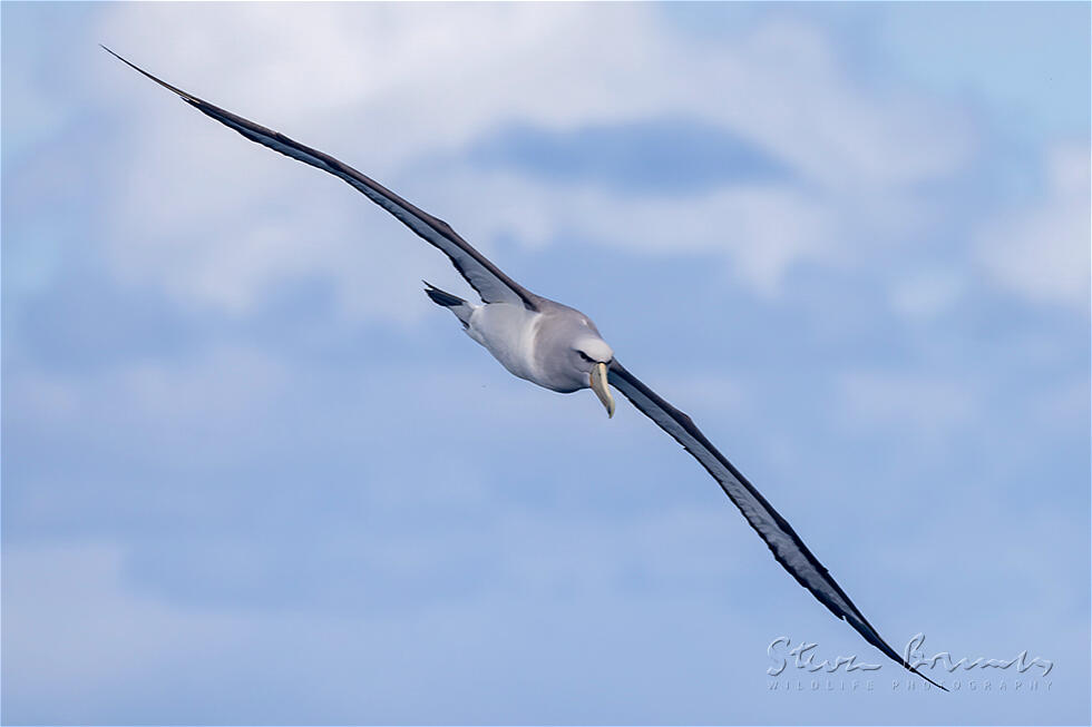 Salvin's Albatross (Thalassarche salvini)