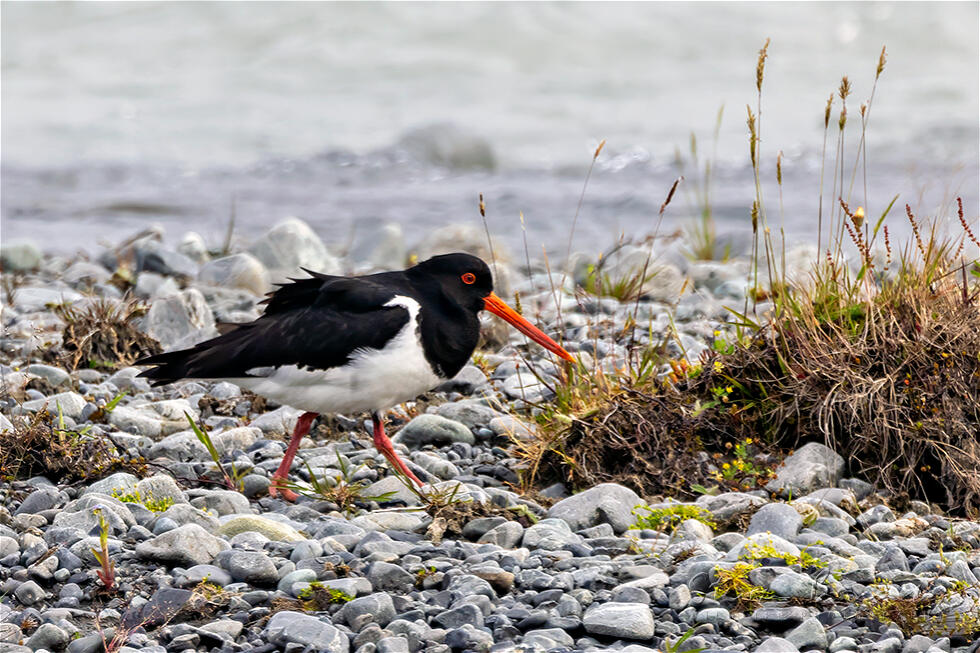 South Island Oystercatcher (Haematopus finschi)