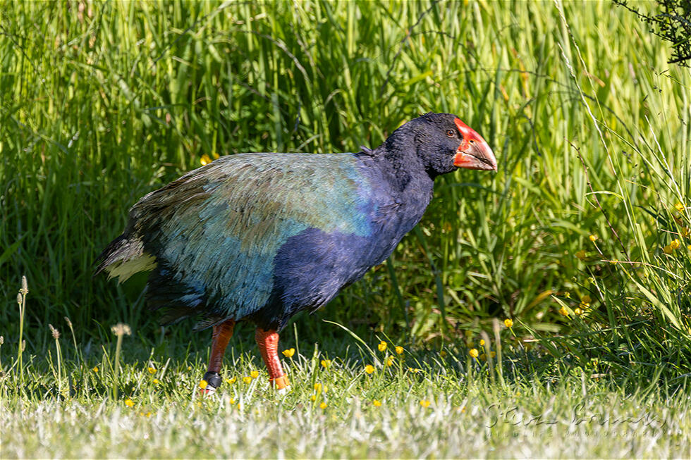 South Island Takahe (Porphyrio hochstetteri)