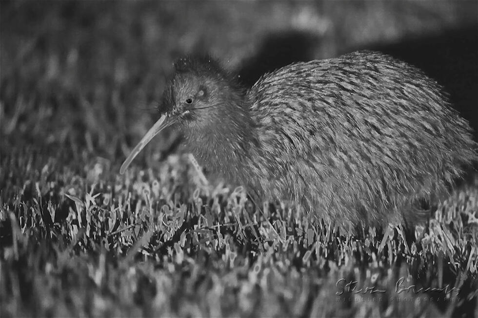 Southern Brown Kiwi (Apteryx australis)