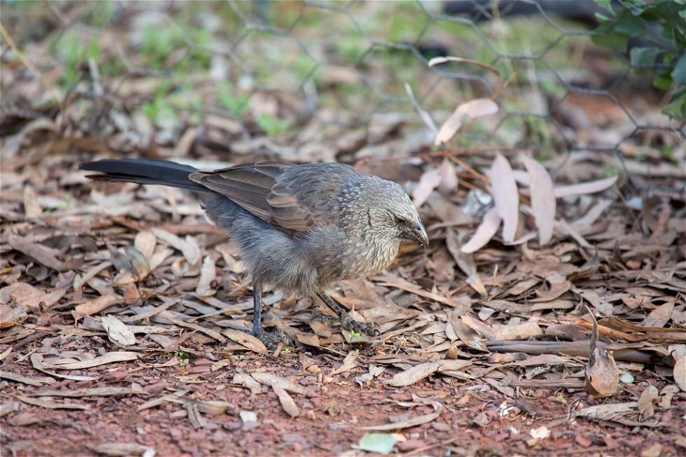 Apostlebird (Struthidea cinerea)