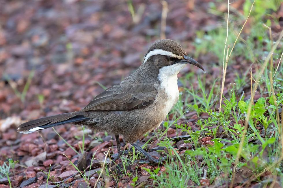 White-browed Babbler (Pomatostomus superciliosus)