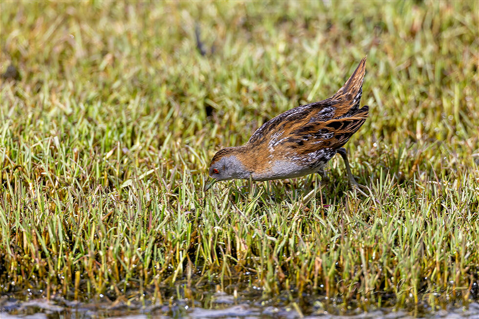 Baillon's Crake (Porzana pusilla)