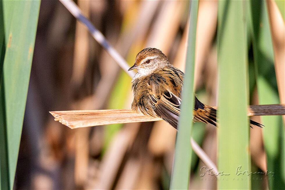 Little Grassbird (Poodytes gramineus)