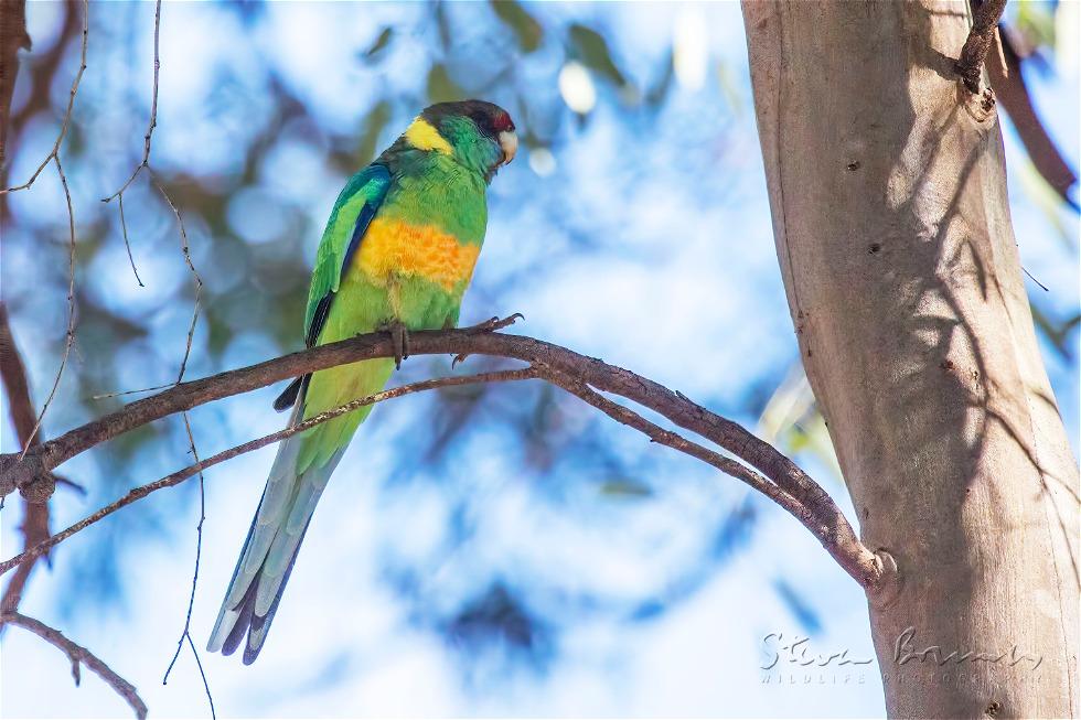 Australian Ringneck (Barnardius zonarius)