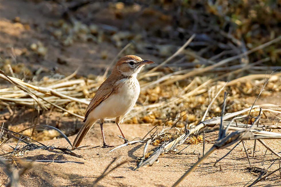 Dune Lark (Calendulauda erythrochlamys)
