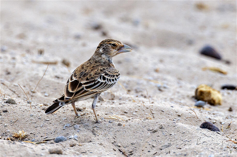 Grey-backed Sparrow-Lark (Eremopterix verticalis)