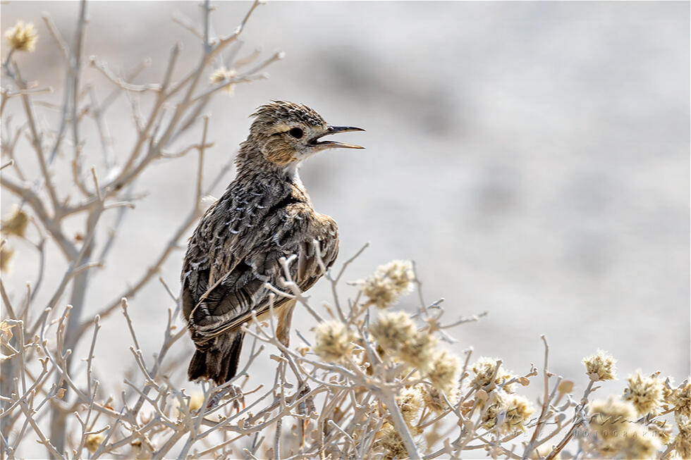 Spike-heeled Lark (Chersomanes albofasciata)