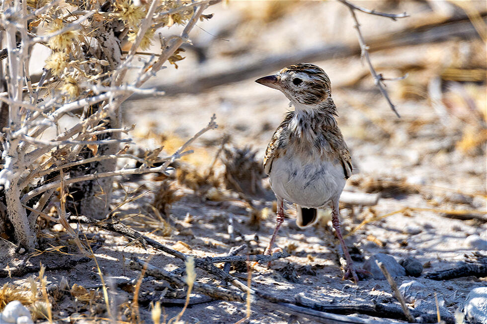 Stark's Lark (Spizocorys starki)