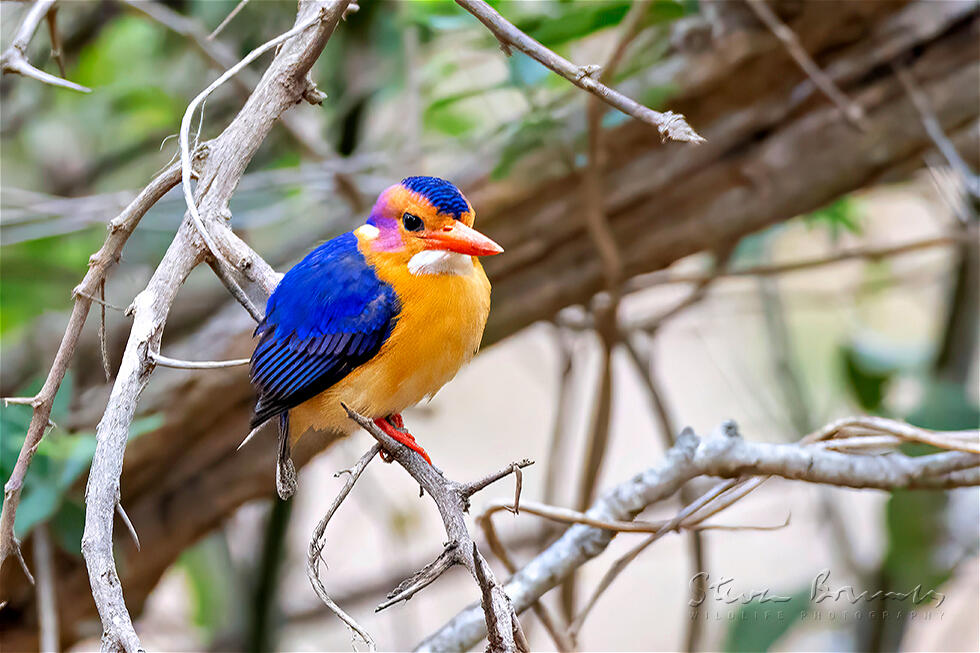 African Pygmy Kingfisher (Ispidina picta)