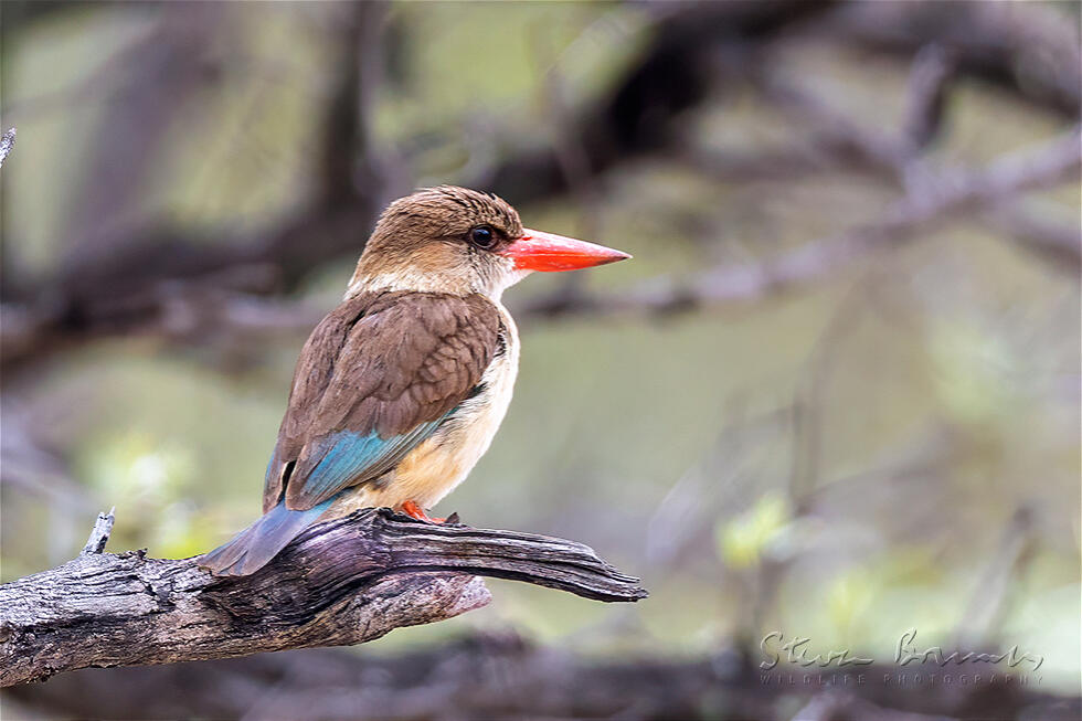 Brown-hooded Kingfisher (Halcyon albiventris)