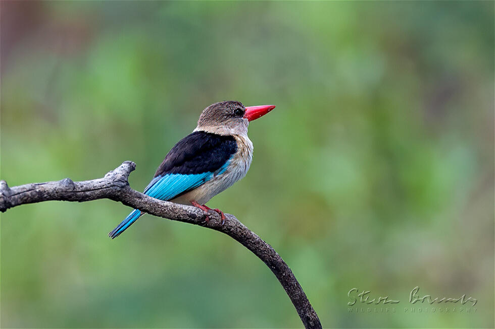 Brown-hooded Kingfisher (Halcyon albiventris)