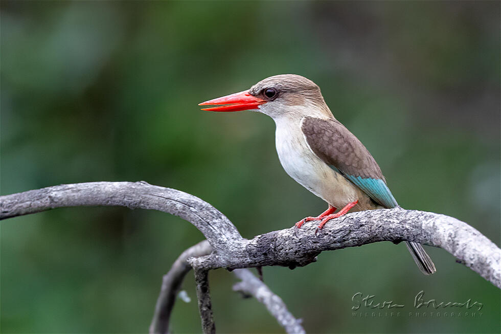 Brown-hooded Kingfisher (Halcyon albiventris)