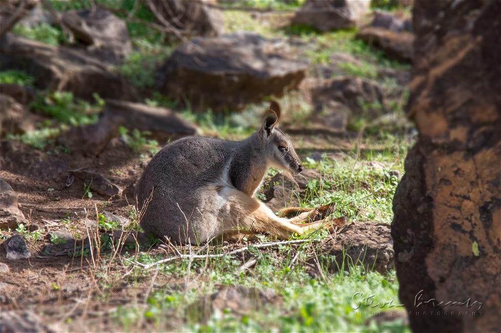 Yellow-Footed Rock Wallaby (Petrogale xanthopus)