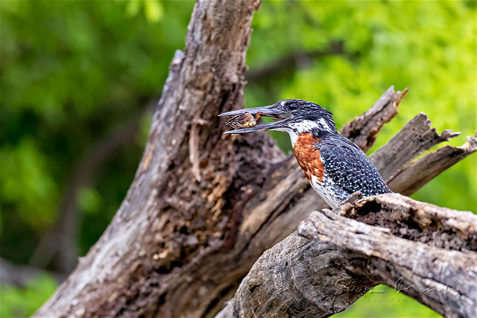 Giant Kingfisher (Megaceryle maxima)