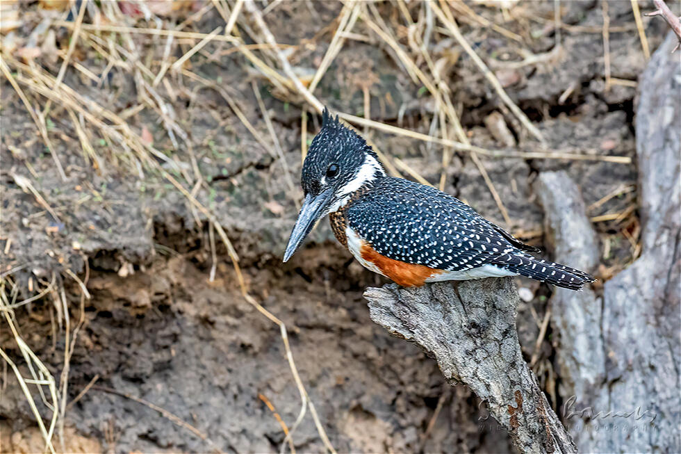 Giant Kingfisher (Megaceryle maxima)