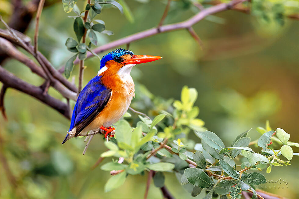 Malachite Kingfisher (Corythornis cristatus)