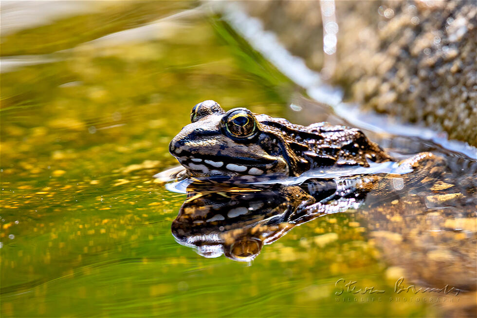 Cape River Frog (Amietia fuscigula)