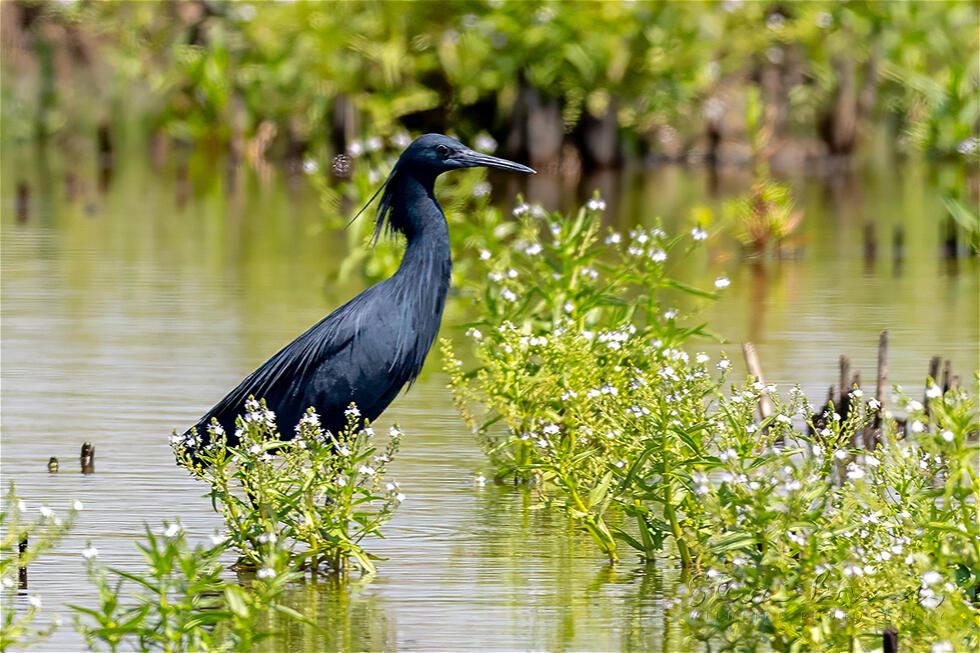 Black Heron (Egretta ardesiaca)