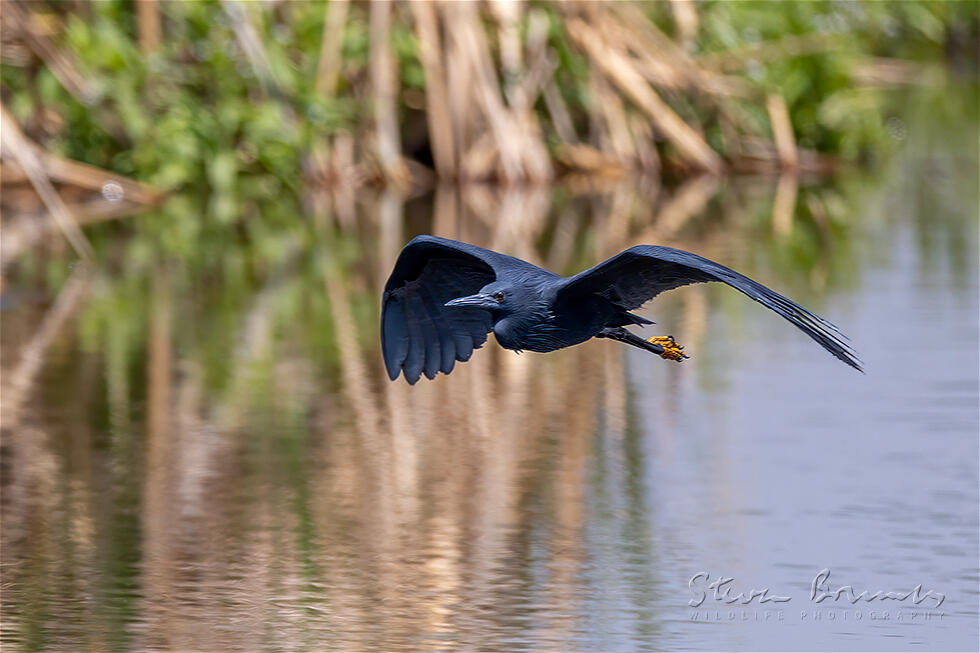Black Heron (Egretta ardesiaca)