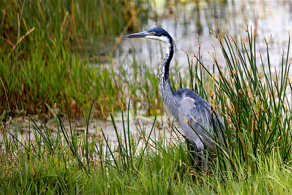 Black-headed Heron (Ardea melanocephala)