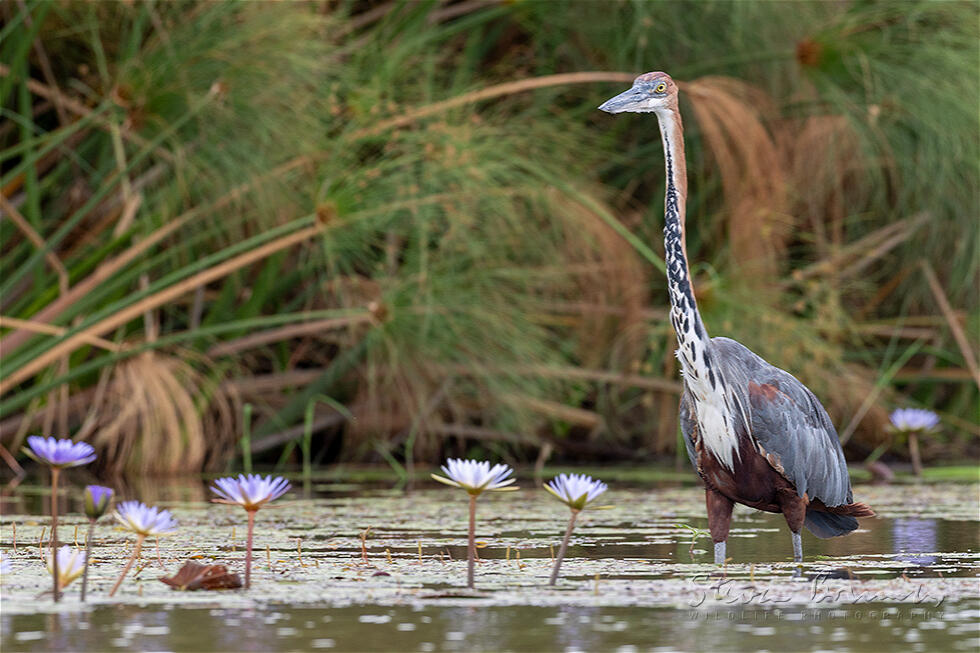 Goliath Heron (Ardea goliath)