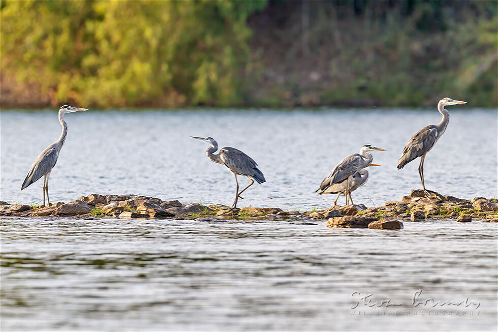 Grey Heron (Ardea cinerea)
