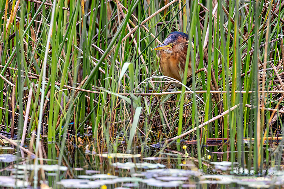 Little Bittern (Ixobrychus minutus)