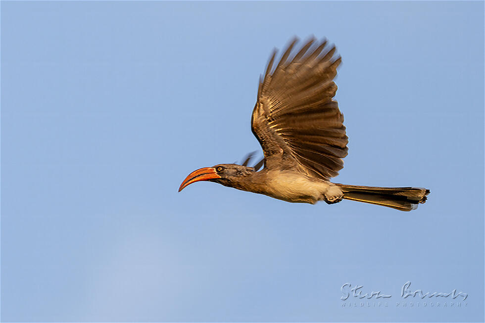 Bradfield's Hornbill (Lophoceros bradfieldi)
