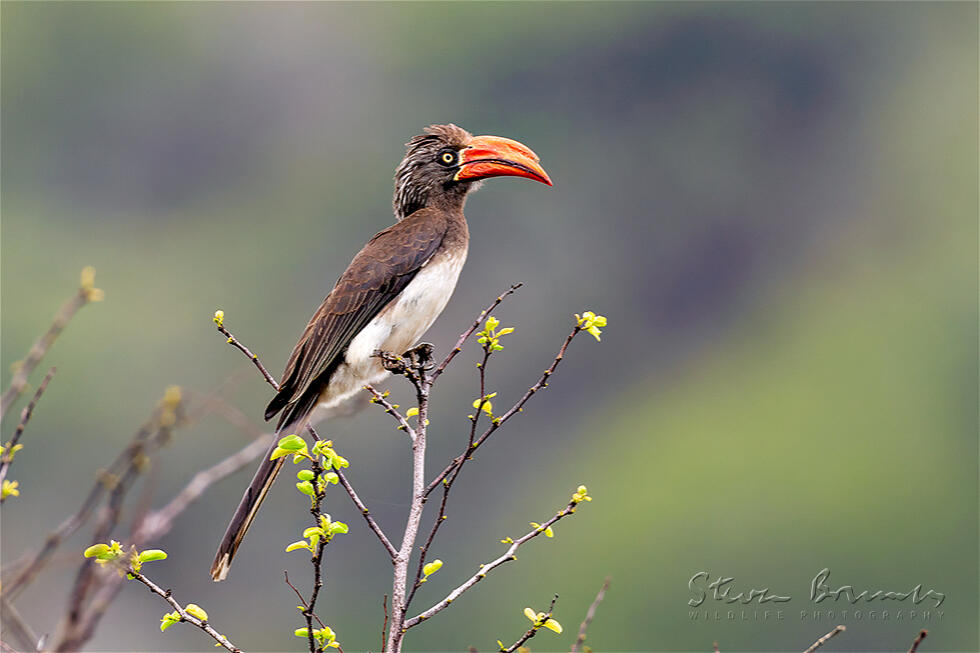 Crowned Hornbill (Lophoceros alboterminatus)