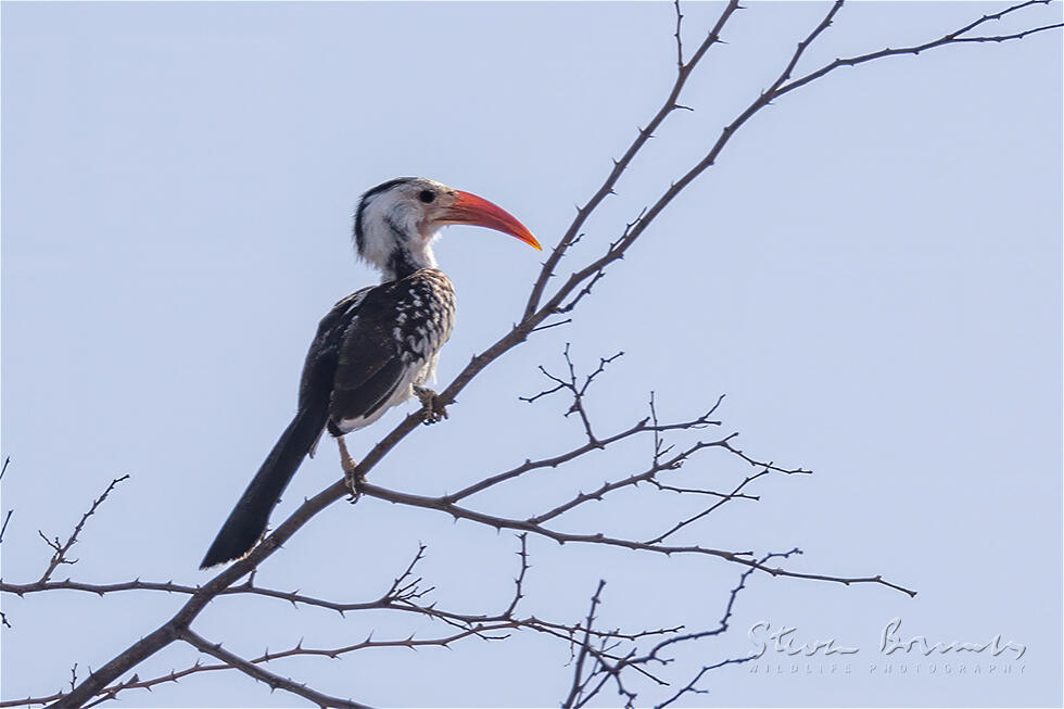 Damara Red-billed Hornbill (Tockus damarensis)