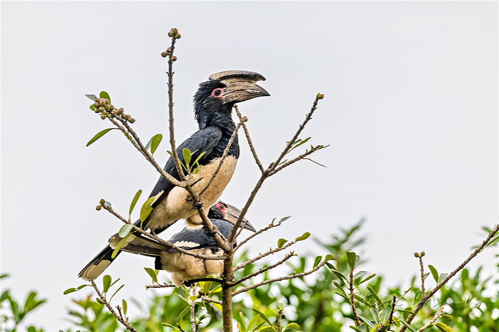 Trumpeter Hornbill (Bycanistes bucinator)