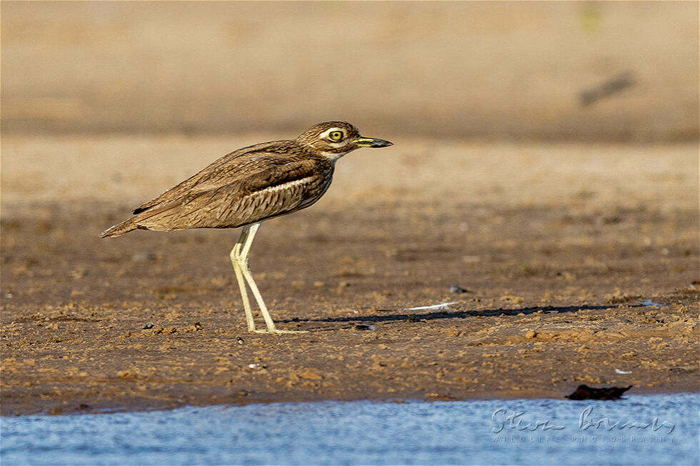 Water Thick-knee (Burhinus vermiculatus)