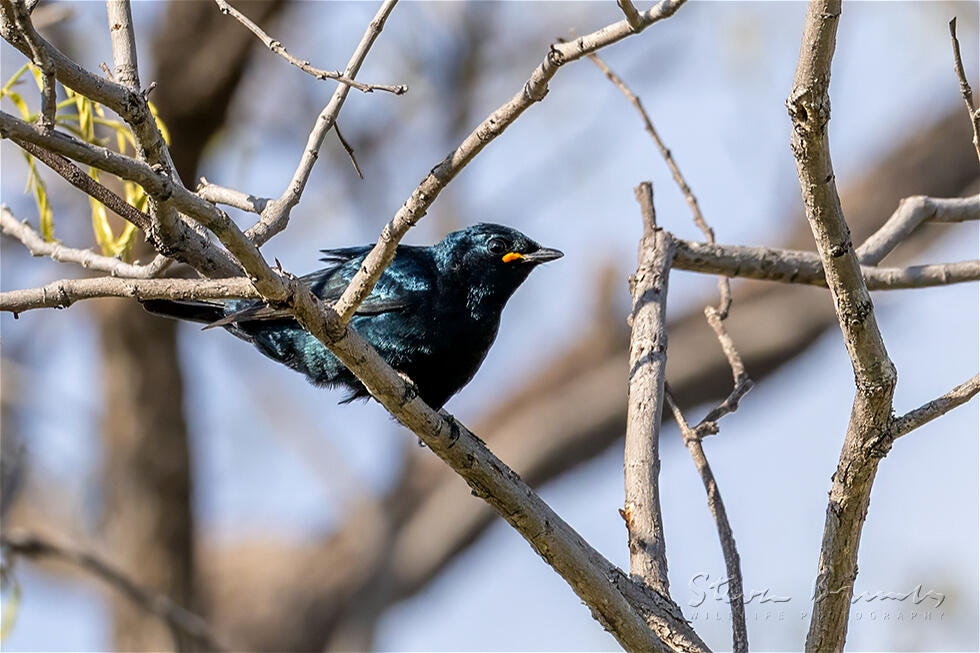 Black Cuckooshrike (Campephaga flava)