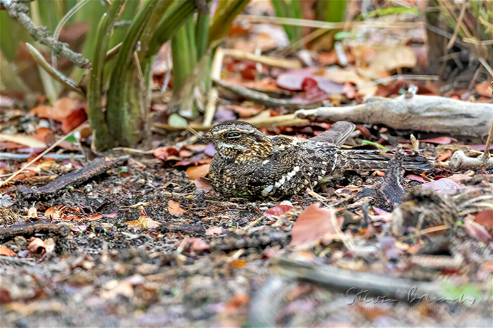 Square-tailed Nightjar (Caprimulgus fossii)