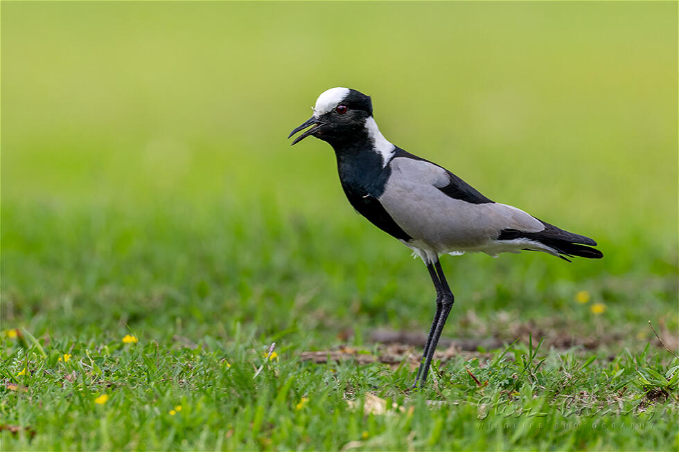 Blacksmith Lapwing (Vanellus armatus)