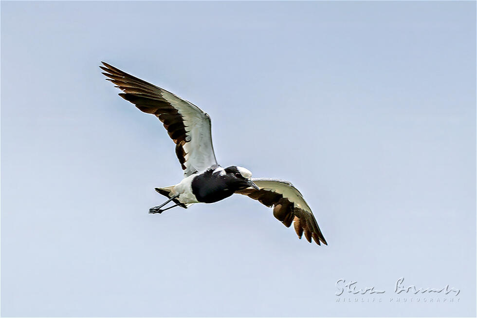Blacksmith Lapwing (Vanellus armatus)