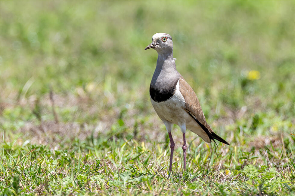 Black-winged Lapwing (Vanellus melanopterus)