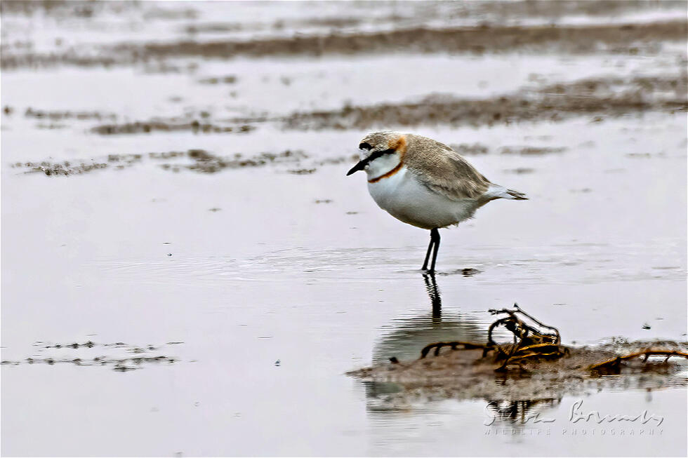 Chestnut-banded Plover (Charadrius pallidus)