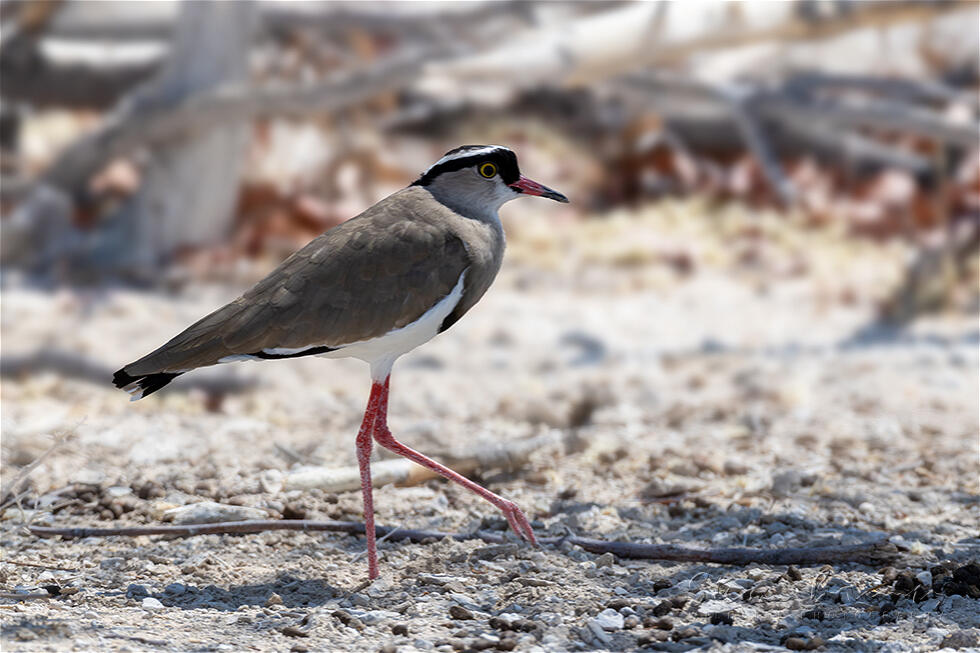 Crowned Lapwing (Vanellus coronatus)