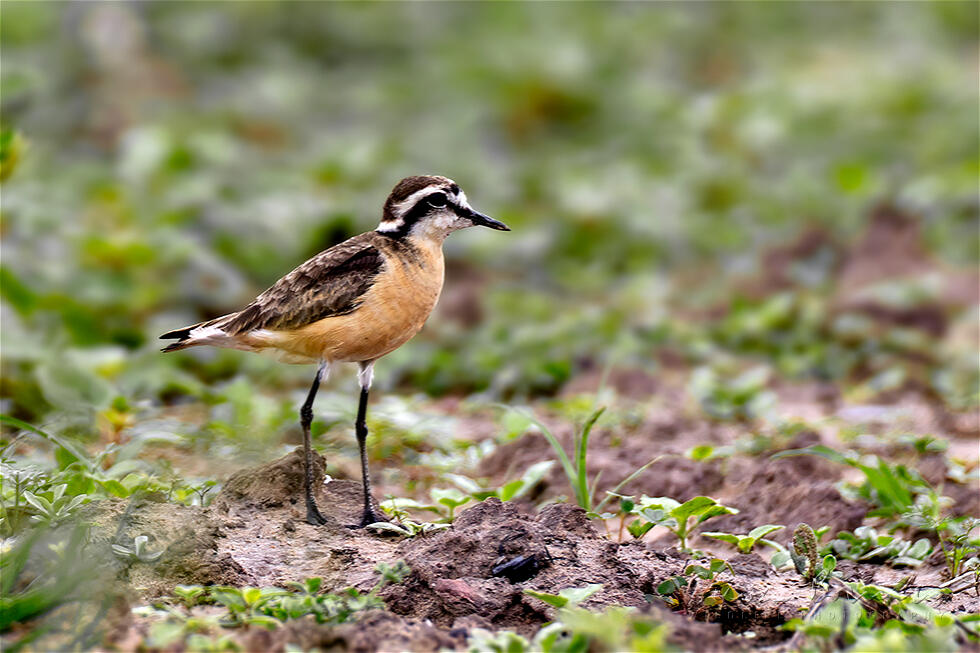 Kittlitz's Plover (Charadrius pecuarius)