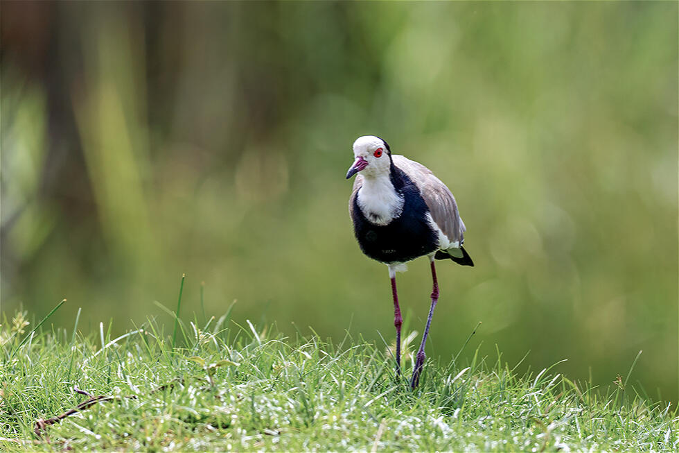 Long-toed Lapwing (Vanellus crassirostris)