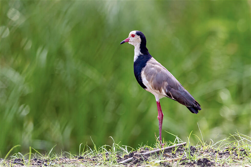 Long-toed Lapwing (Vanellus crassirostris)