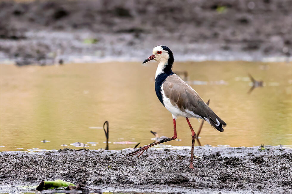 Long-toed Lapwing (Vanellus crassirostris)