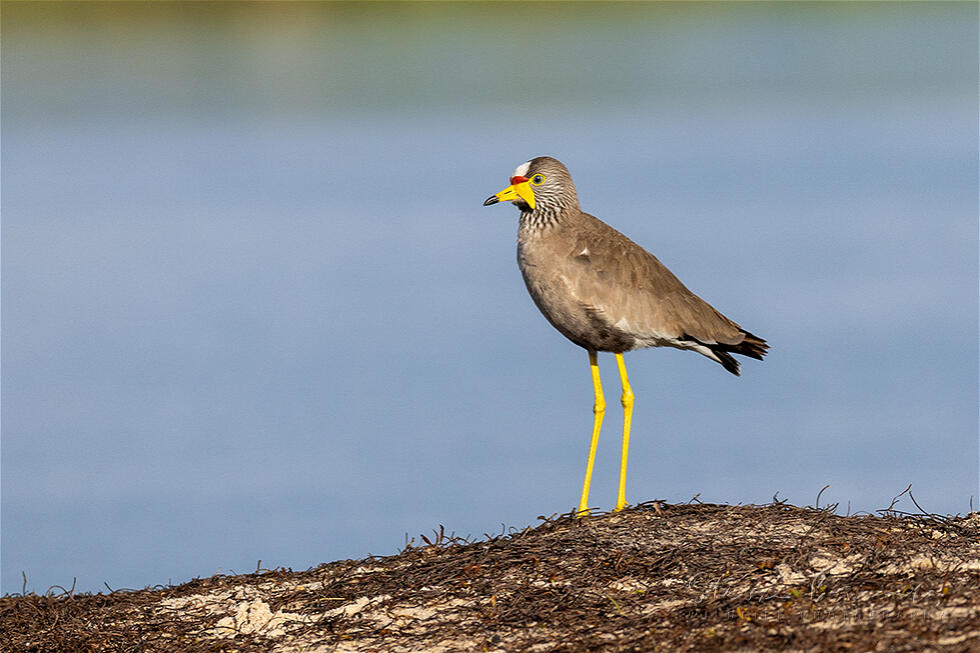 African Wattled Lapwing (Vanellus senegallus)