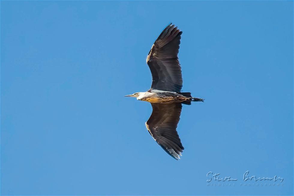 White-necked Heron (Ardea pacifica)