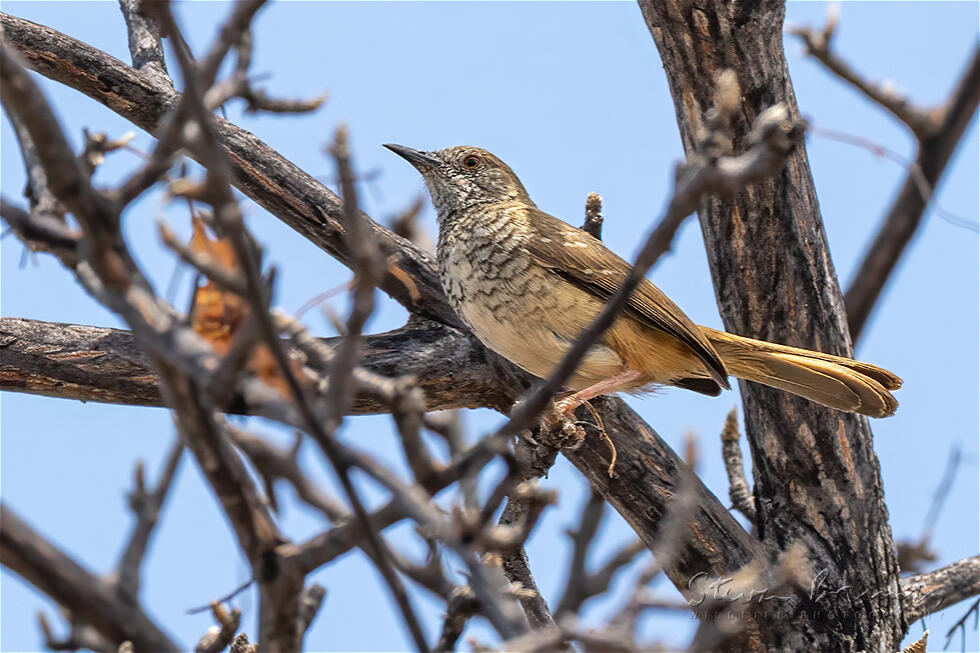 Barred Wren-Warbler (Calamonastes fasciolatus)