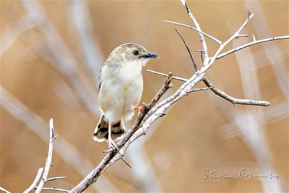 Croaking Cisticola (Cisticola natalensis)