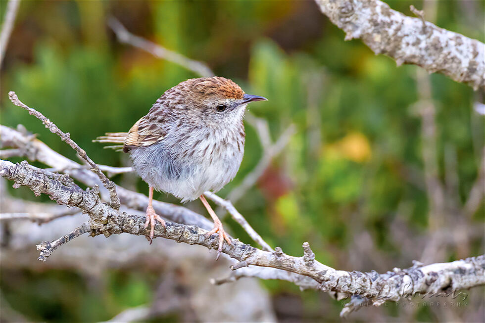 Grey-backed Cisticola (Cisticola subruficapilla)