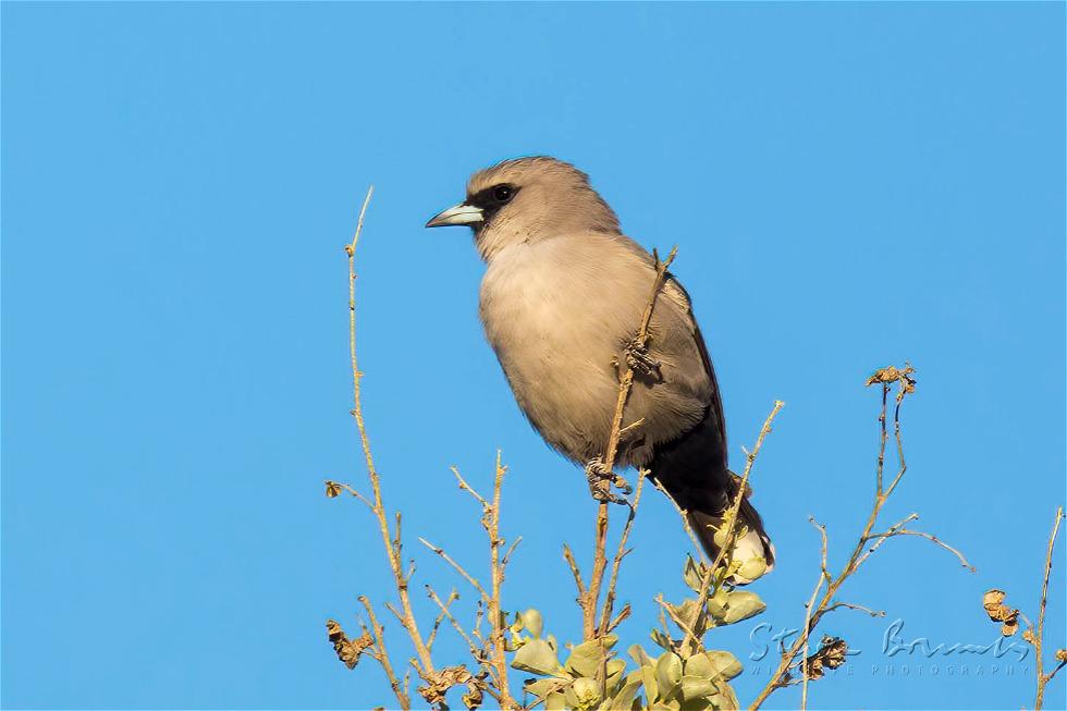 Black-faced Woodswallow (Artamus cinereus)